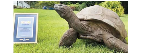 tortoise